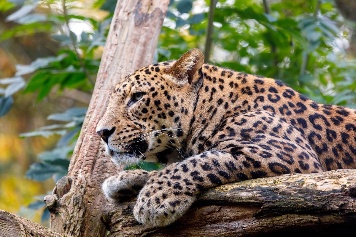 Yala Leopard